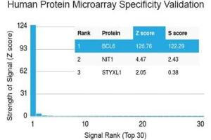 Analysis of HuProt(TM) microarray containing more than 19,000 full-length human proteins using Bcl6 antibody (clone BCL6/1527). (BCL6 Antikörper  (AA 256-389))