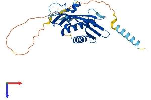 RTP4 Protein (AA 1-246) (His tag)