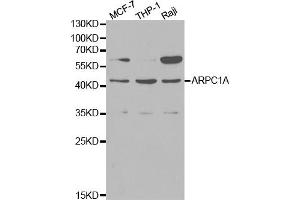 Western blot analysis of extracts of various cell lines, using ARPC1A antibody (ABIN5970429) at 1/1000 dilution. (ARPC1A Antikörper)