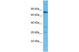 Western Blotting (WB) image for anti-Ring Finger Protein 19B (RNF19B) (C-Term) antibody (ABIN2791901)