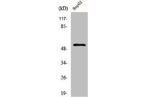 Western Blot analysis of HepG2 cells using Cyclin L1 Polyclonal Antibody (Cyclin L1 Antikörper  (C-Term))