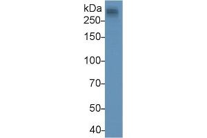 Detection of APOB in Human Serum using Monoclonal Antibody to Apolipoprotein B (APOB) (APOB Antikörper  (AA 3365-3548))