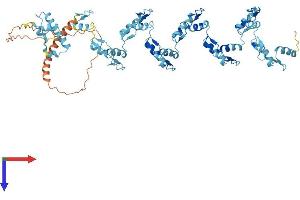 ZNF85 Protein (AA 1-595) (His tag)