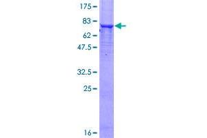 Phosphoglucomutase 5 Protein (PGM5) (AA 1-506) (GST tag)