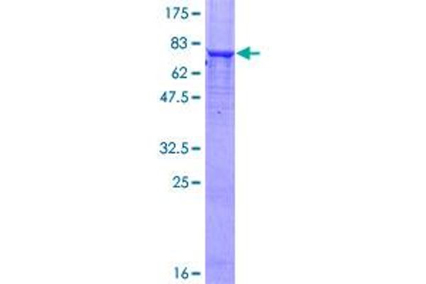 Phosphoglucomutase 5 Protein (PGM5) (AA 1-506) (GST tag)