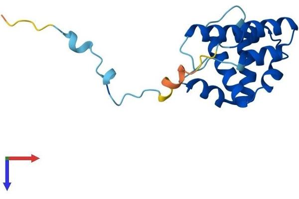 ARPC5L Protein (AA 1-153) (His tag)