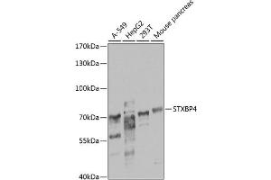 Western blot analysis of extracts of various cell lines, using STXBP4 antibody  at 1:1000 dilution. (STXBP4 Antikörper  (AA 344-553))