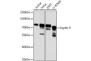 Western blot analysis of extracts of various cell lines, using Septin 9 antibody (ABIN6129127, ABIN6147560, ABIN6147561 and ABIN6224744) at 1:3000 dilution. (Septin 9 Antikörper  (AA 1-110))