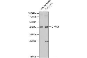 Western blot analysis of extracts of various cell lines using OPRK1 Polyclonal Antibody at dilution of 1:1000. (OPRK1 Antikörper)