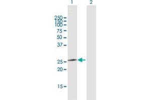 Western Blot analysis of IL24 expression in transfected 293T cell line by IL24 MaxPab polyclonal antibody. (IL-24 Antikörper  (AA 1-206))