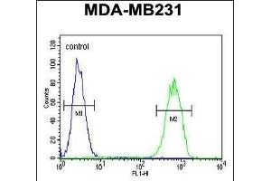 G Antibody (C-term) (ABIN652835 and ABIN2842544) flow cytometric analysis of MDA-M cells (right histogram) compared to a negative control cell (left histogram). (GPA33 Antikörper  (C-Term))