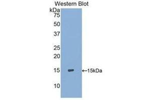 Western Blotting (WB) image for anti-S100 Calcium Binding Protein A9 (S100A9) (AA 1-114) antibody (ABIN1860488) (S100A9 Antikörper  (AA 1-114))