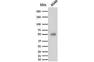 Western Blot Analysis of A549 cell lysate using CD14 Mouse Monoclonal Antibody (LPSR/2397). (CD14 Antikörper  (AA 25-148))