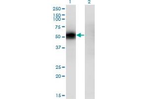 Western Blot analysis of KLF12 expression in transfected 293T cell line by KLF12 monoclonal antibody (M04), clone 3D2. (KLF12 Antikörper  (AA 1-90))