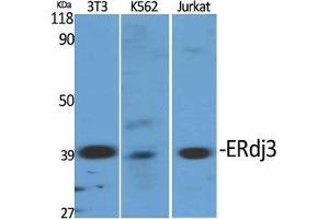 Western Blot (WB) analysis of specific cells using ERdj3 Polyclonal Antibody. (DNAJB11 Antikörper  (Internal Region))