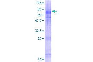 Image no. 1 for Sec61 alpha 2 Subunit (SEC61A2) (AA 1-476) protein (GST tag) (ABIN1319428) (SEC61A2 Protein (AA 1-476) (GST tag))