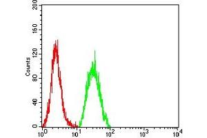 Flow cytometric analysis of Hela cells using SALL4 mouse mAb (green) and negative control (red). (SALL4 Antikörper  (AA 96-359))