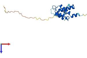Sntn Protein (AA 1-147) (His tag)