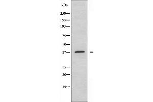 Western blot analysis of extracts from HT-29 cells, using MEF2B antibody. (MEF2B Antikörper  (Internal Region))