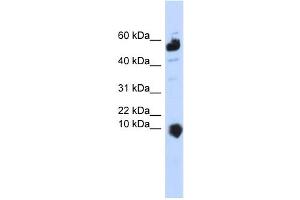 WB Suggested Anti-C1orf151 Antibody Titration:  0. (C1orf151 Antikörper  (Middle Region))