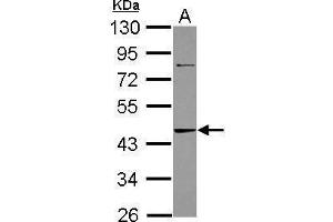 WB Image Sample (30 ug of whole cell lysate) A: A431 10% SDS PAGE antibody diluted at 1:1000 (ADK Antikörper)