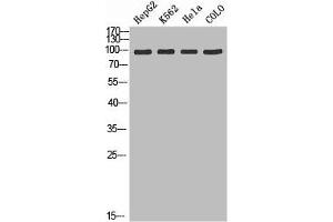 Western Blotting (WB) image for anti-ADAM Metallopeptidase with Thrombospondin Type 1 Motif, 2 (Adamts2) (AA 1140-1211) antibody (ABIN7184548)