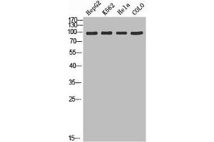Western blot analysis of HepG2 K562 Hela Colo using ADAMTS-2 antibody.