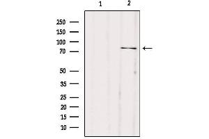 Western blot analysis of extracts from mouse muscle, using ACSL1 Antibody. (ACSL1 Antikörper  (Internal Region))