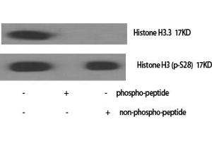 Western Blotting (WB) image for anti-Histone H3.3 (Ser31) antibody (ABIN5960674) (Histone H3.3 Antikörper  (Ser31))