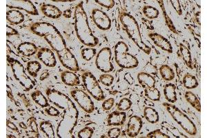 ABIN6276309 at 1/100 staining Human kidney tissue by IHC-P. (ERK2 Antikörper  (Internal Region))