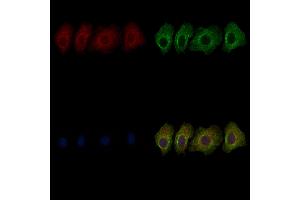 ABIN6266269 and ABIN6277402 staining HepG2 cells by IF/ICC.