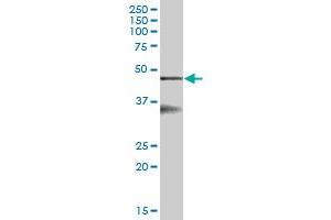 SERPINB6 MaxPab polyclonal antibody. (SERPINB6 Antikörper  (AA 1-376))