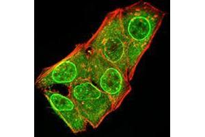 Immunofluorescence analysis of Hela cells using ATG5 mouse mAb (green). (ATG5 Antikörper  (AA 144-275))