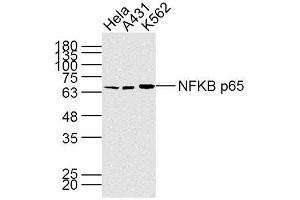 Lane 1: HeLa; Lane 2: A431; Lane 3: K562 cell lysate probed with NFKB p65 (7G6) Monoclonal Antibody, unconjugated (bsm-33117M) at 1:300 overnight at 4°C followed by a conjugated secondary antibody at 1:10000 for 90 minutes at 37°C. (NF-kB p65 Antikörper)