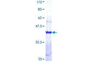 PCDH11Y Protein (AA 57-165) (GST tag)