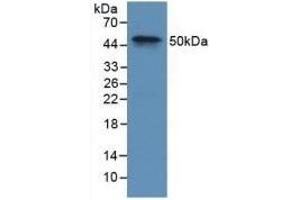 Detection of Recombinant F9, Rabbit using Polyclonal Antibody to Coagulation Factor IX (F9) (Coagulation Factor IX Antikörper  (AA 1-146))