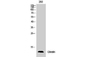 Western Blotting (WB) image for anti-Ghrelin (GHRL) (Internal Region) antibody (ABIN3180066) (Ghrelin Antikörper  (Internal Region))