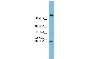 C1orf122 antibody used at 1 ug/ml to detect target protein. (C1orf122 Antikörper  (N-Term))