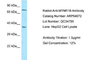 Western Blotting (WB) image for anti-Melatonin Receptor 1B (MTNR1B) (N-Term) antibody (ABIN2789720) (Melatonin Receptor 1B Antikörper  (N-Term))