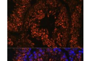 Immunofluorescence analysis of Mouse testis using FER1L5 Polyclonal Antibody at dilution of 1:100. (FER1L5 Antikörper)