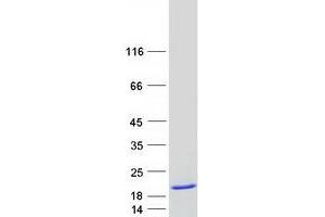 Western Blotting (WB) image for Dynein, Light Chain, LC8-Type 1 (DYNLL1) (Transcript Variant 1) protein (Myc-DYKDDDDK Tag) (ABIN2719879)