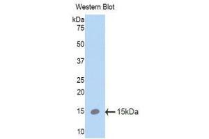 Western Blotting (WB) image for anti-Surfactant Protein C (SFTPC) (AA 94-193) antibody (ABIN1860605) (Surfactant Protein C Antikörper  (AA 94-193))