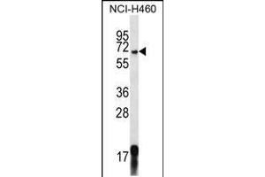 Western blot analysis in NCI-H460 cell line lysates (35ug/lane). (GPSM1 Antikörper  (AA 439-468))