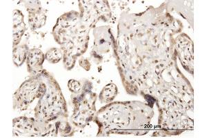 Immunoperoxidase of purified MaxPab antibody to CDC45L on formalin-fixed paraffin-embedded human placenta. (CDC45 Antikörper  (AA 1-566))