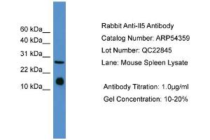 WB Suggested Anti-Il5  Antibody Titration: 0.