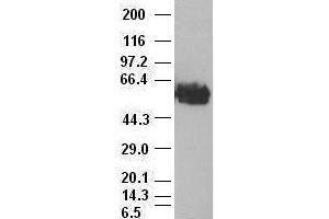 c-myc antibody (3F2) at 1:1000 with Hela cell lysate (c-MYC Antikörper)