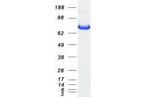 Western Blotting (WB) image for Signal Transducer and Activator of Transcription 3 (Acute-Phase Response Factor) (STAT3) (Transcript Variant 1) protein (Myc-DYKDDDDK Tag) (ABIN2732781)