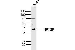 A549 lysates probed with NPY2R Polyclonal Antibody, Unconjugated  at 1:300 dilution and 4˚C overnight incubation. (NPY2R Antikörper  (AA 301-381))