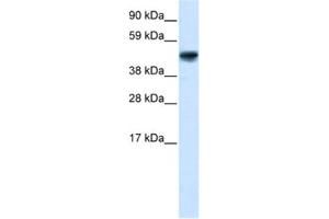 Western Blotting (WB) image for anti-Growth Arrest-Specific 7 (GAS7) antibody (ABIN2460143) (GAS7 Antikörper)