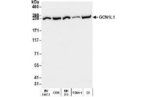anti-GCN1 General Control of Amino-Acid Synthesis 1-Like 1 (Yeast) (GCN1L1) (AA 2621-2671) antibody